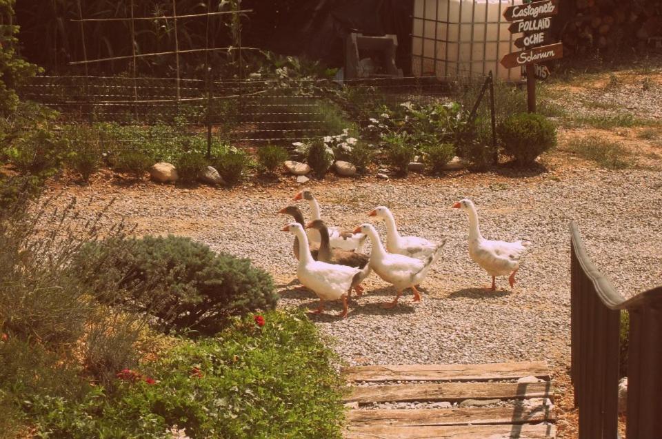 Agriturismo Al Robale Almenno San Bartolomeo Eksteriør bilde